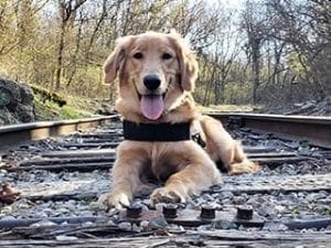 When to start puppy training for outdoor golden pup