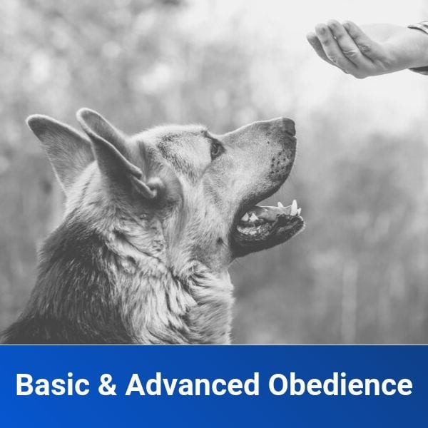 Basic & Advanced Obedience