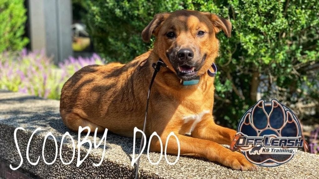 Dog Training Fredericksburg Off Leash K9 Training Of Fredericksburg, VA