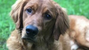 When to start puppy training for young golden dog
