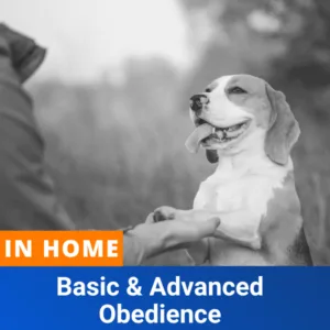 In-Home: Basic & Advanced Obedience