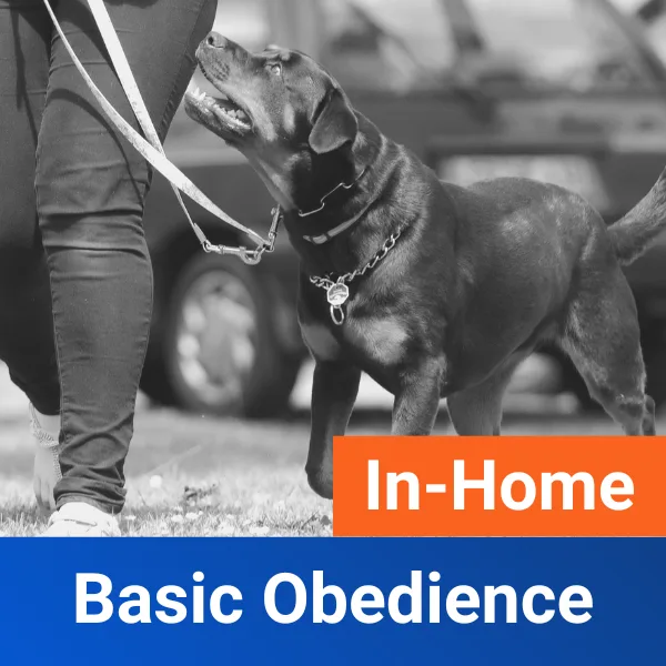 In-Home: Basic Obedience