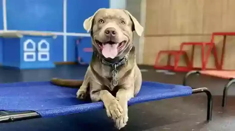 Dog featured by Off Leash K9 Training Fredericksburg