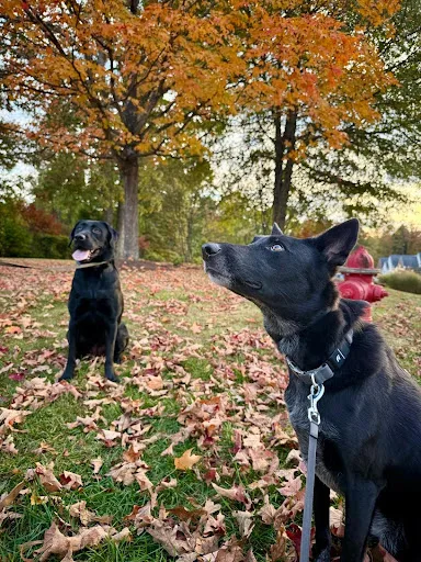 Brie staying calm around other dogs and following commands during a structured walk.