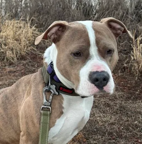 Cameron Beach - Fredricksburg Dog Owner