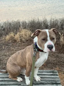 Dog won’t come when called training for pit bull outdoors