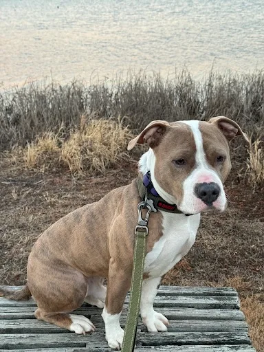 Dog_Training_Fredericksburg_VA