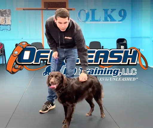 Dog_Training_Fredricksburg_VA