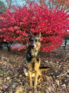Dog jumps on guests training with German shepherd outdoors