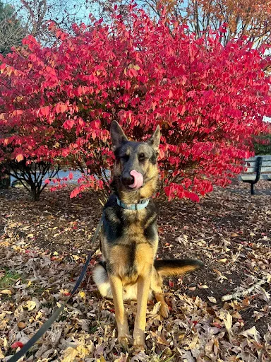 German_Shepherd_in_Fredricksburg_VA