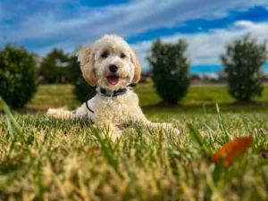 Dog won’t come when called training with doodle outdoors