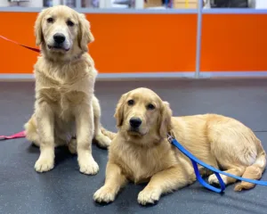 Basic dog training commands for two golden retrievers