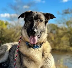 Laura Smith - Fredricksburg Dog Owner