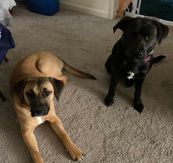 Patty Phillips - Fredricksburg Dog Owner