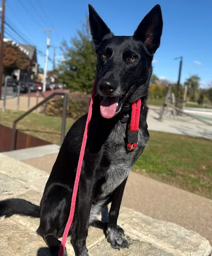 Reactive_Dog_Training_Succes_Story_in_fredricksburg_va