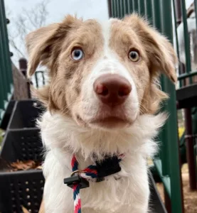 Dog jumps on guests training with young dog outdoors 