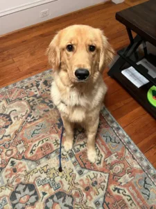 When to start puppy training for golden retriever pup

