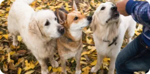 Dog barking at night training with group dogs