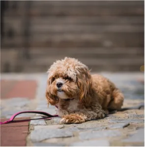When should you start crate training a puppy lying down