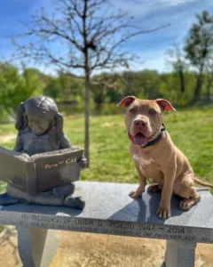 When should you start crate training a puppy in the park

