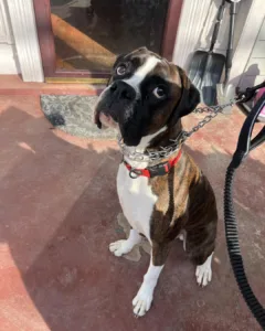 When should you start crate training a puppy boxer dog
