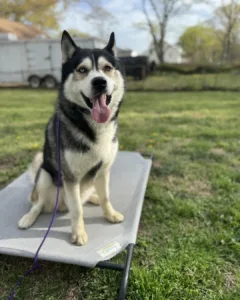 When should you start crate training a puppy on dog cot
