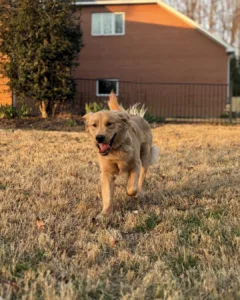 Puppy runs in yard: when should you start crate training?