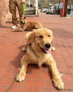 When should you start crate training a puppy with calm dogs