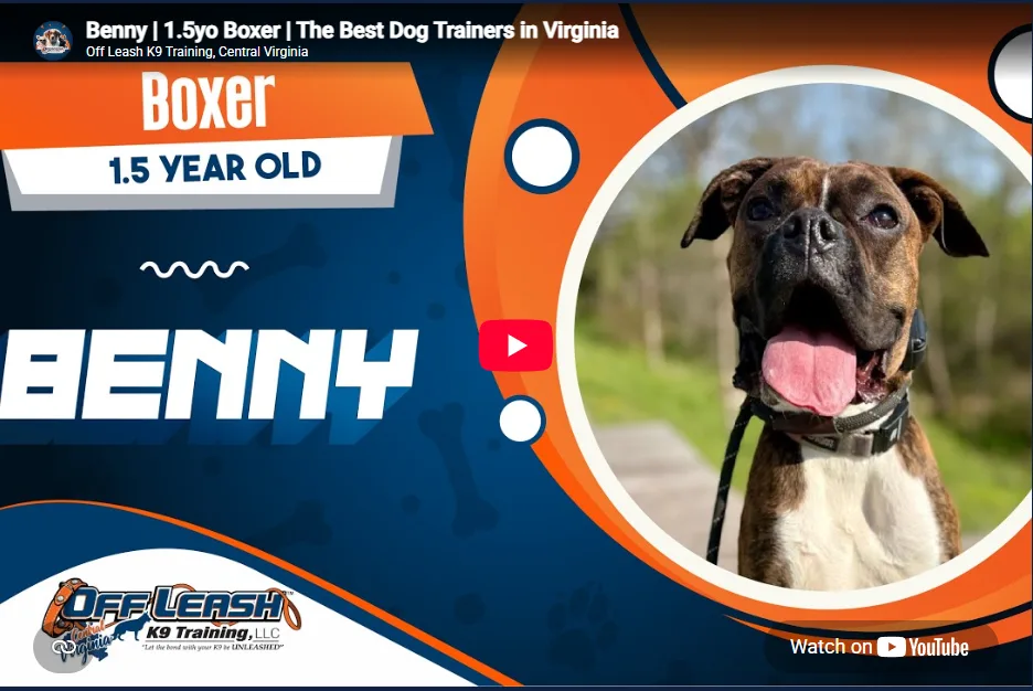 Benny the Boxer practicing leash manners in Fredericksburg, VA
