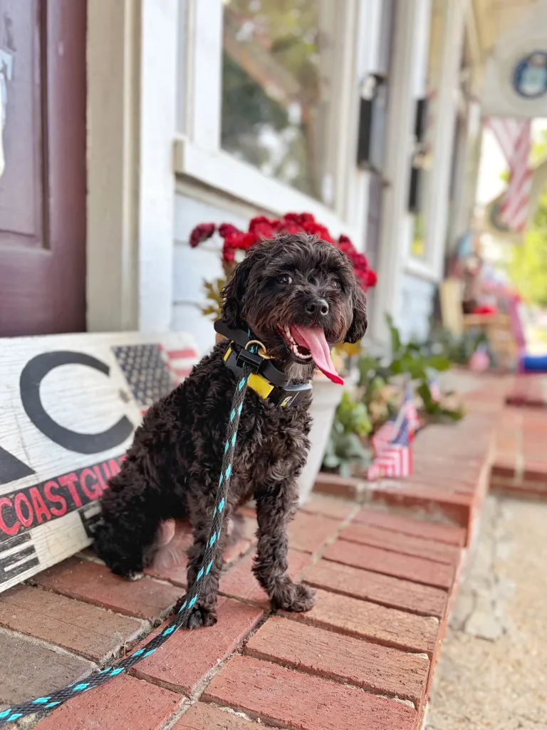 Goosey working on obedience skills in Fredericksburg, VA