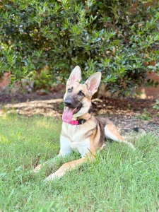 Pepper practicing better house manners in Fredericksburg, VA