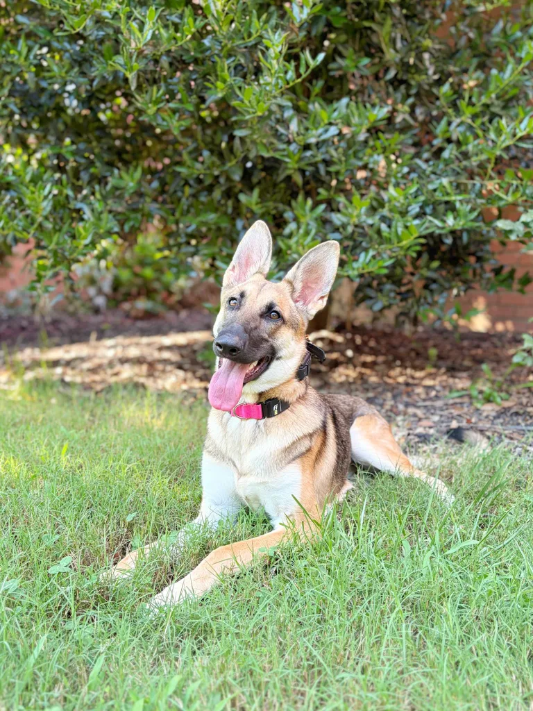 Pepper practicing better house manners in Fredericksburg, VA