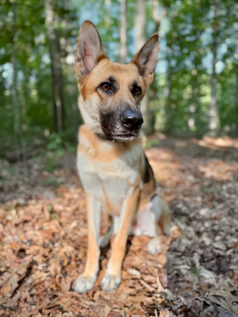 Zoey after dog training in Fredericksburg, VA.